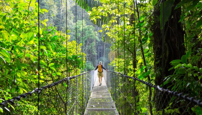 Person walking across a bridge surrounded by trees in a forest