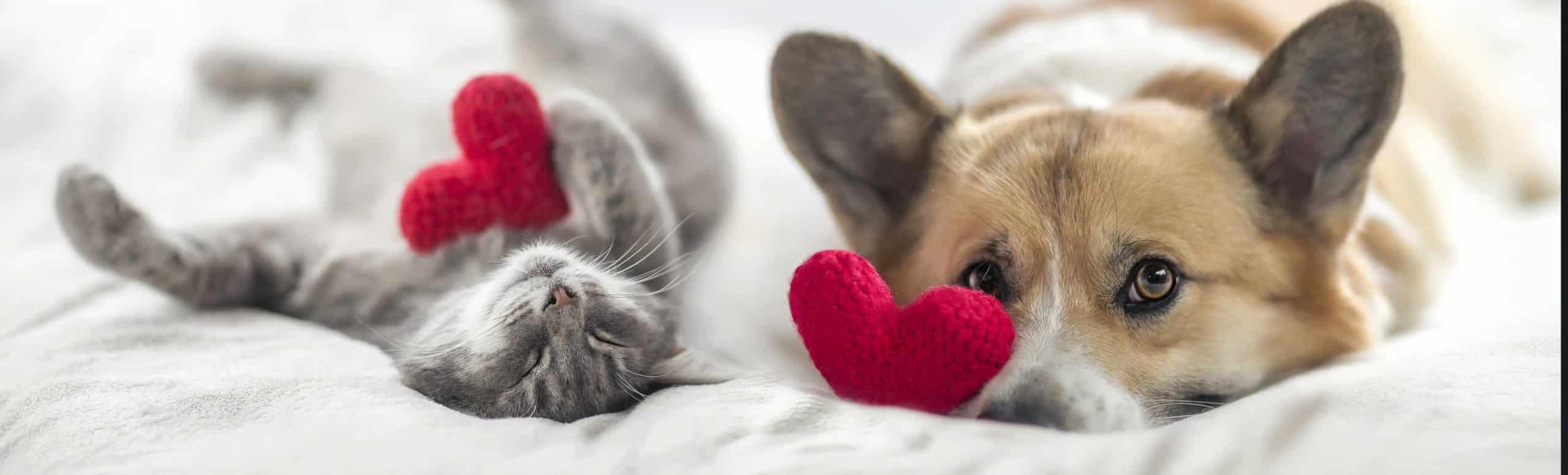 A corgi and grey cat laying down on a comfy surface with stuffed red heart toys