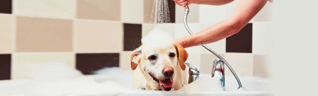 Dog in bathtub being washed