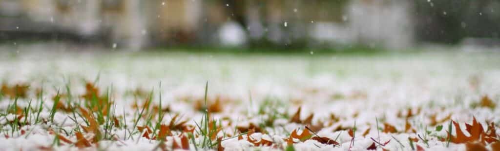 Light snowfall on a bed of grass and leaves