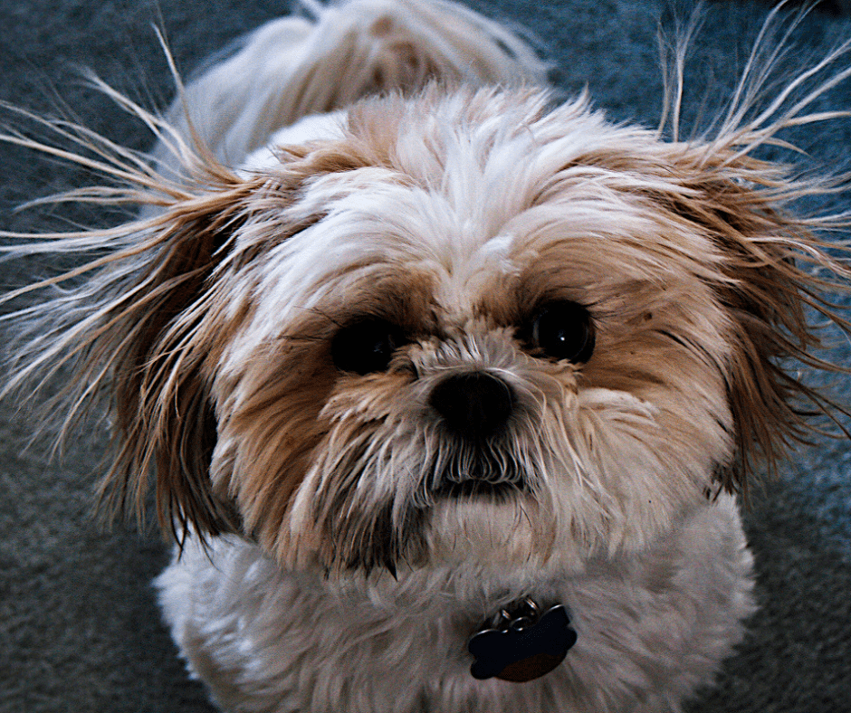 a dog with fur sticky up from static electricity